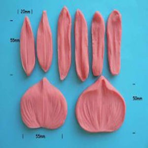 Slipper Orchid Veiner