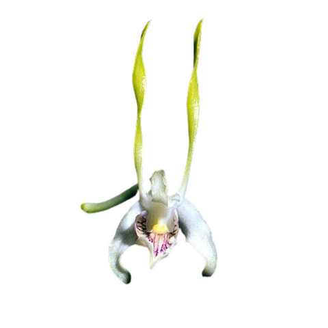 Antelope Orchid Petal Flower Tin Cutters 3 Pieces