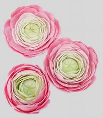 FMM Easiest Ranunculus Ever