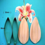 Oriental Lily Cutter and Veiner